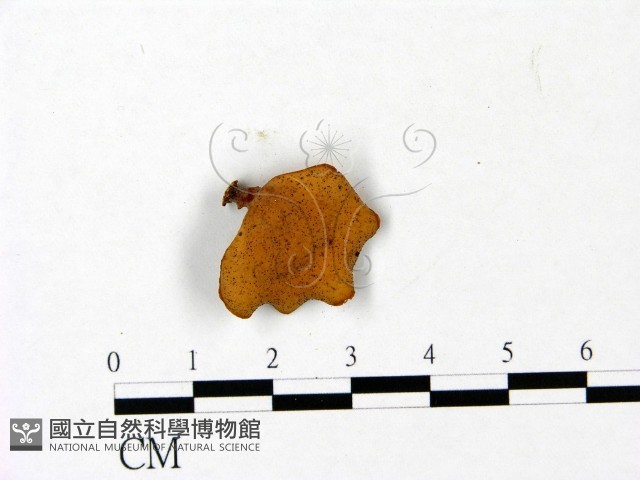 登錄號:F0022795藏品圖，第1張