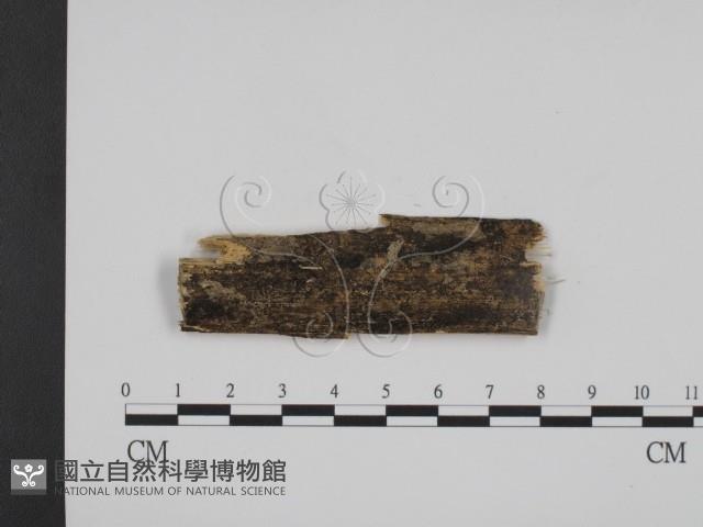 登錄號:F0012795藏品圖，第1張