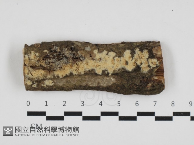 登錄號:F0032795藏品圖，第1張