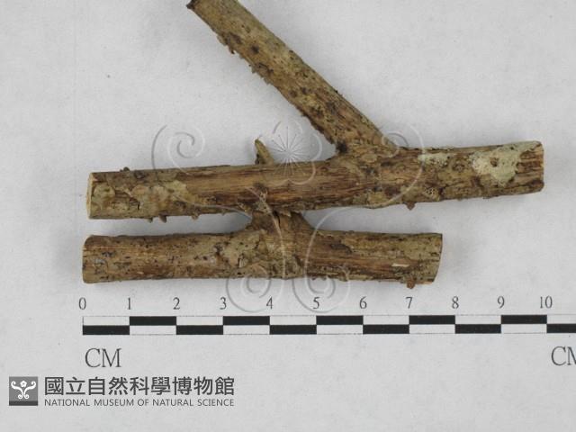 登錄號:F0027795藏品圖，第1張