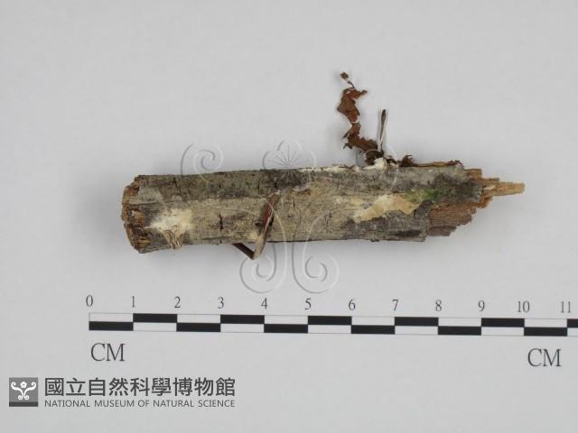 絲齒菌屬藏品圖，第1張