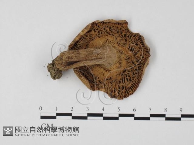 登錄號:F0025795藏品圖，第1張