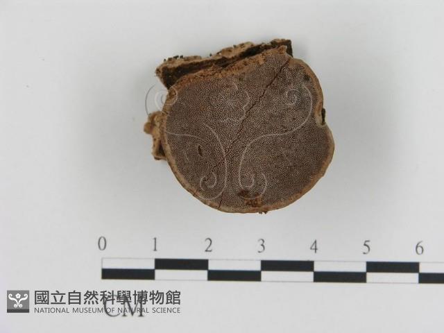 登錄號:F0005795藏品圖，第1張