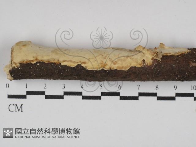登錄號:F0029795藏品圖，第1張