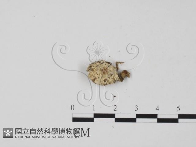 登錄號:F0009795藏品圖，第1張