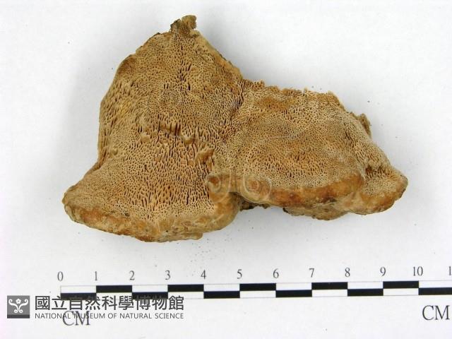登錄號:F0019795藏品圖，第1張