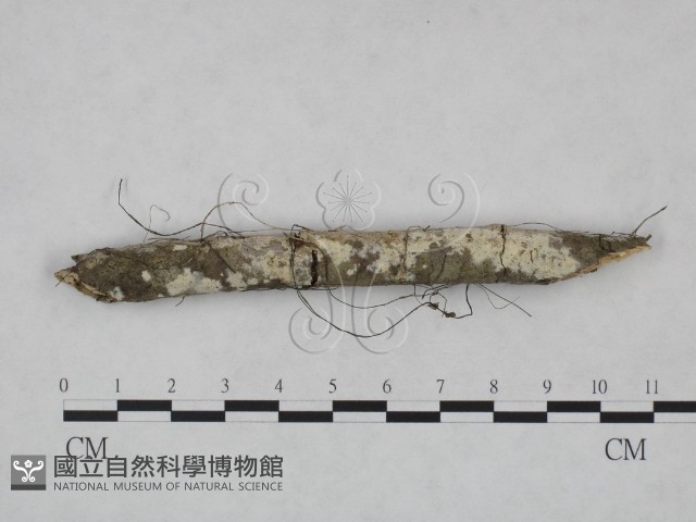 冇骨消絲齒菌藏品圖，第1張