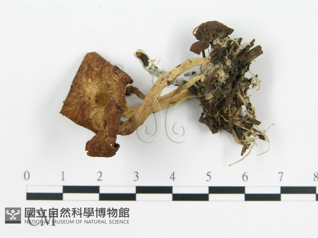 雞油菌屬藏品圖，第1張