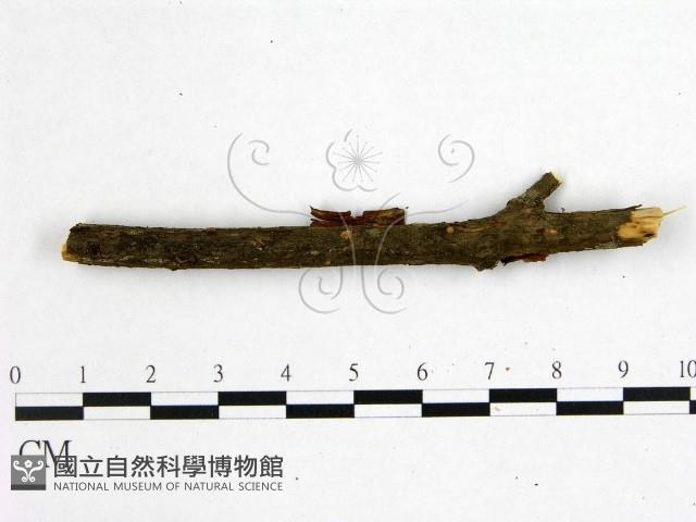 花耳屬藏品圖，第1張