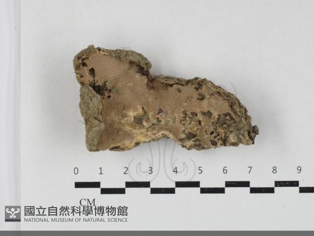 登錄號:F0033795藏品圖，第1張