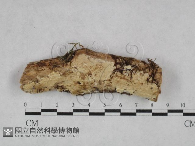 齒耳菌屬藏品圖，第1張