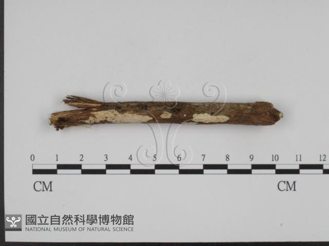 登錄號:F0008595藏品圖，第1張