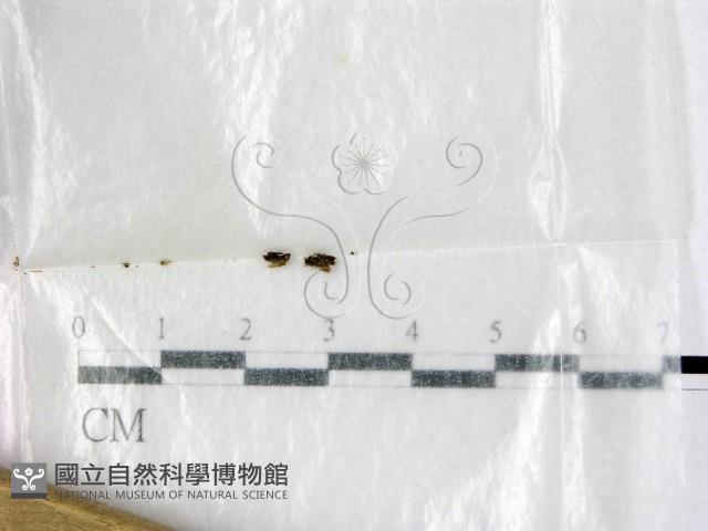 登錄號:F0000595藏品圖，第1張