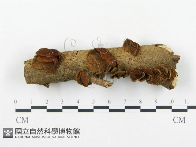 登錄號:F0010595藏品圖，第1張