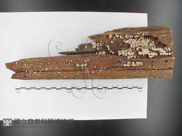 登錄號:F0026595藏品圖，第1張