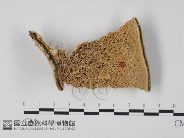 偏腫栓菌藏品圖，第1張