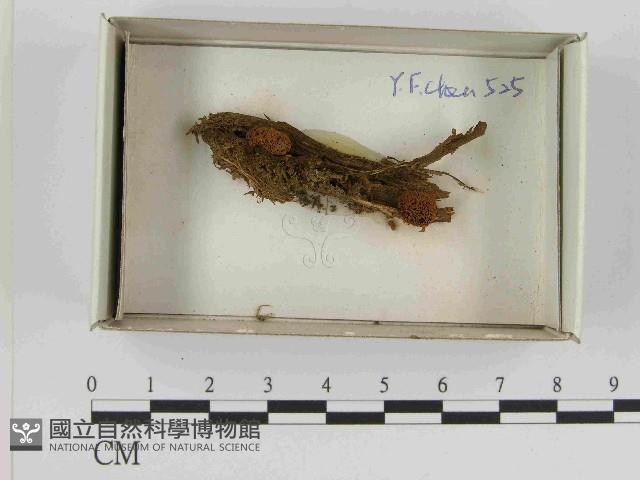 登錄號:F0021595藏品圖，第1張