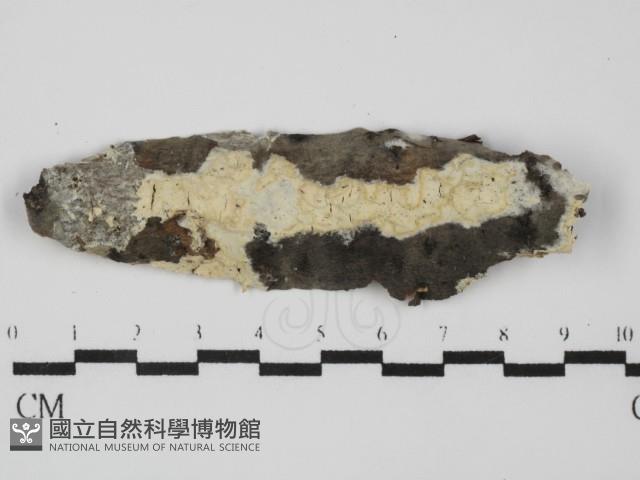 登錄號:F0031595藏品圖，第1張