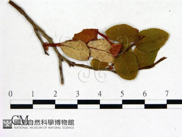 登錄號:F0004595藏品圖，第1張
