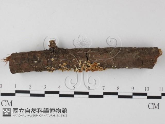 登錄號:F0014595藏品圖，第1張