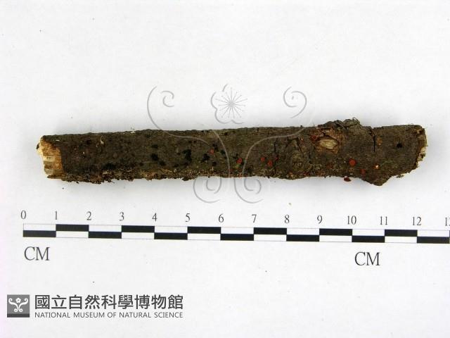 登錄號:F0022595藏品圖，第1張