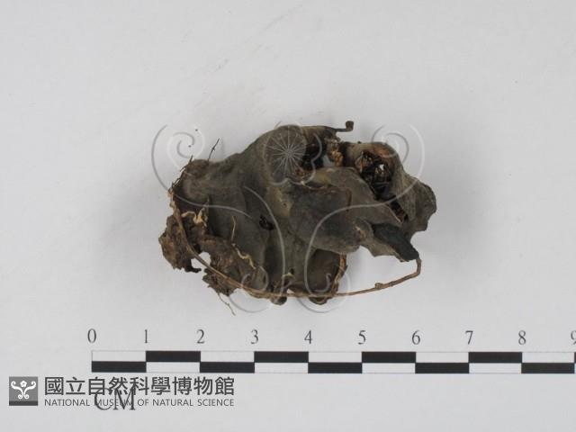 登錄號:F0002595藏品圖，第1張
