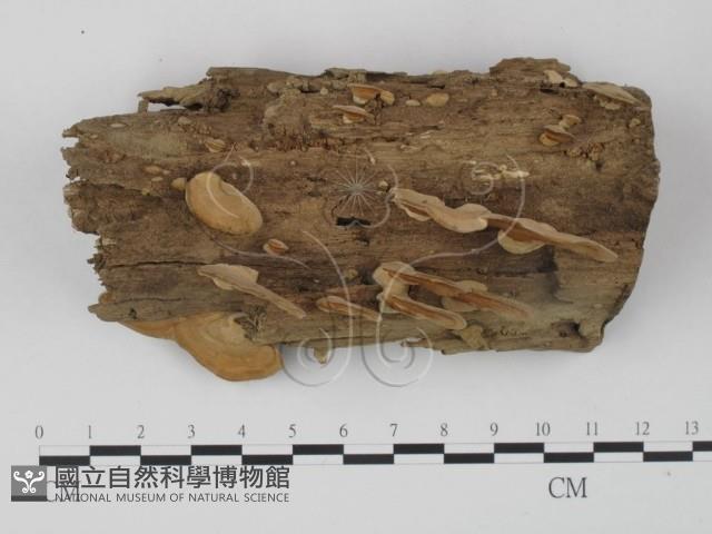 登錄號:F0012595藏品圖，第1張