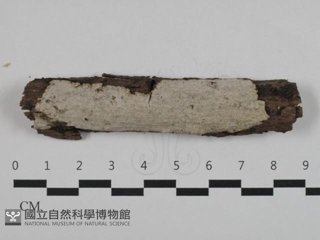 登錄號:F0032595藏品圖，第1張