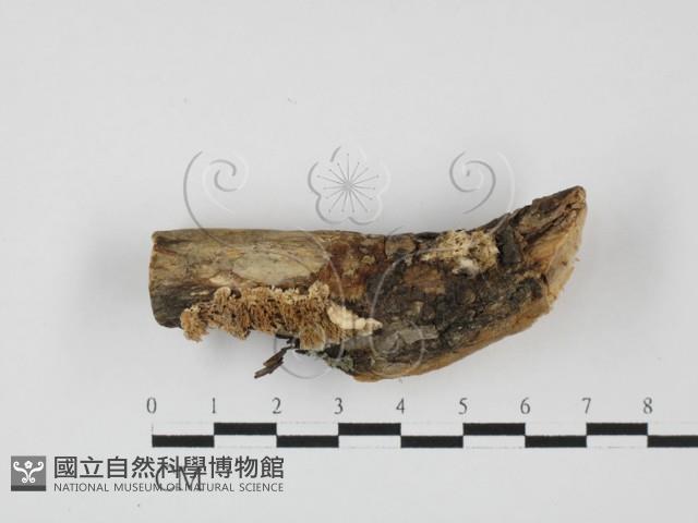 耙菌屬藏品圖，第1張