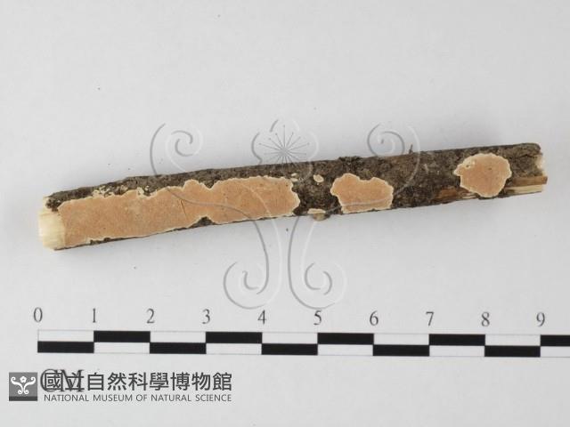 登錄號:F0025595藏品圖，第1張