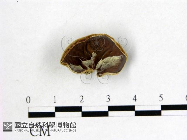 毛木耳藏品圖，第1張