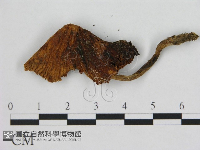 登錄號:F0015595藏品圖，第1張
