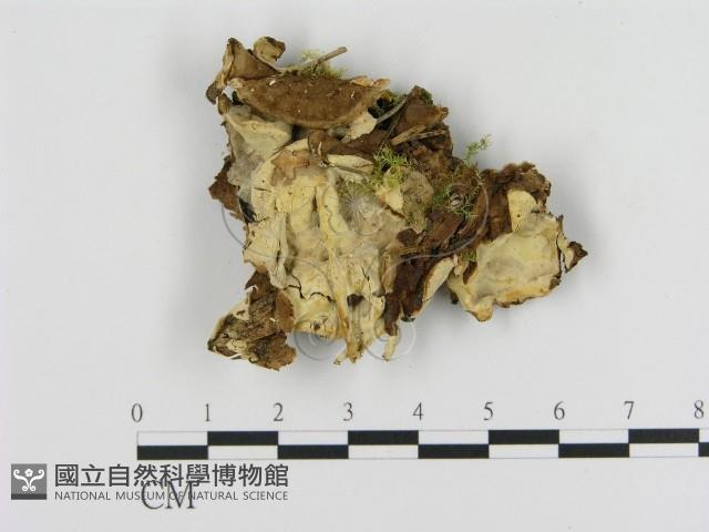 登錄號:F0009595藏品圖，第1張