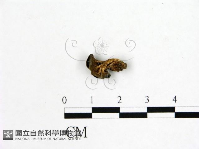 登錄號:F0019595藏品圖，第1張