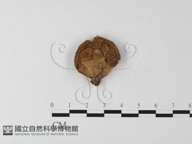 登錄號:F0023595藏品圖，第1張