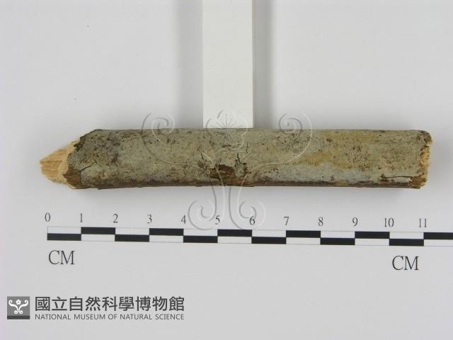 剛毛絲皮菌藏品圖，第1張