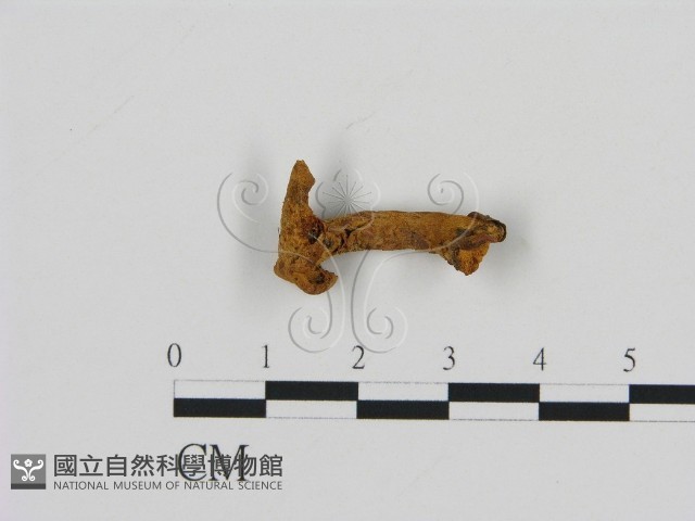 齒菌屬藏品圖，第1張