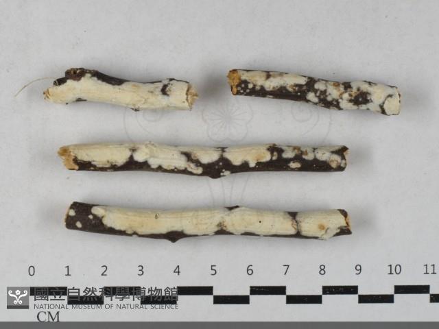 革墊菌屬藏品圖，第1張