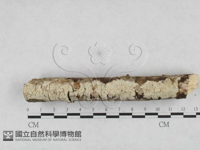 登錄號:F0028195藏品圖，第1張