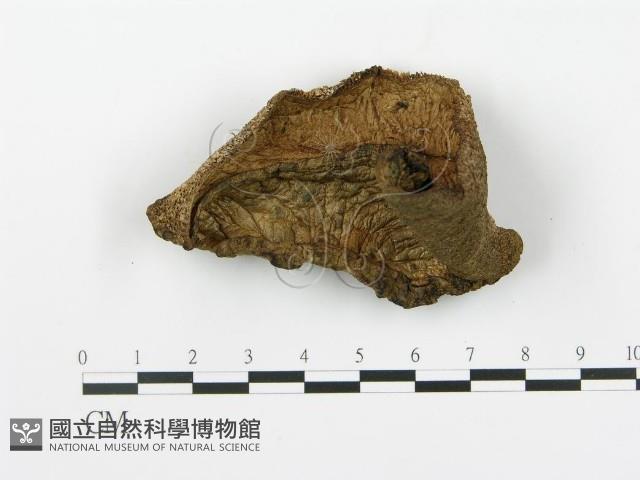 登錄號:F0008195藏品圖，第1張