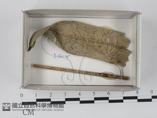 登錄號:F0018195藏品圖，第1張