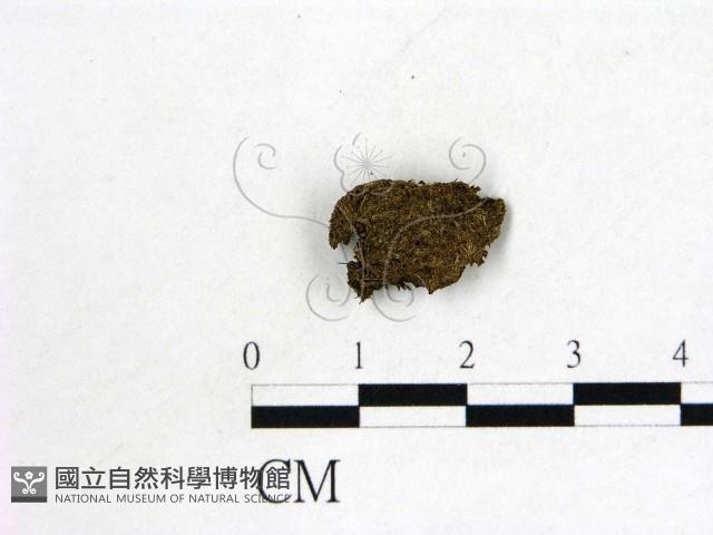 登錄號:F0000195藏品圖，第1張