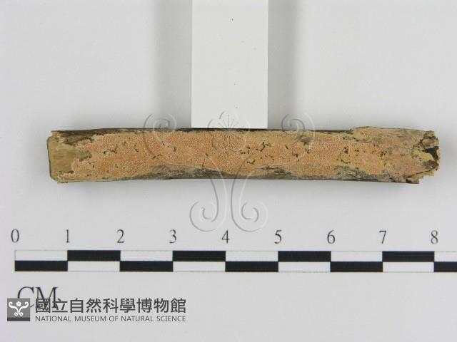 登錄號:F0010195藏品圖，第1張