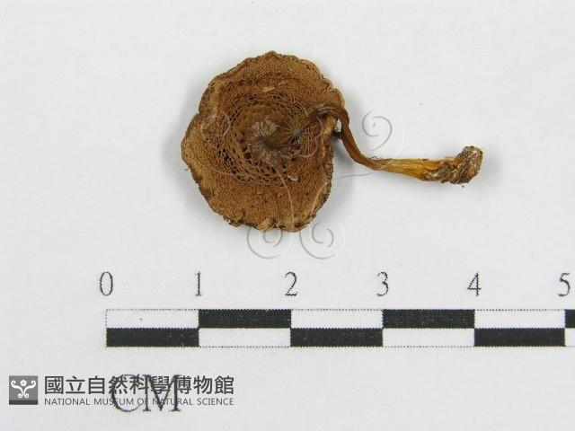 登錄號:F0016195藏品圖，第1張