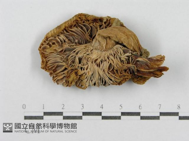 登錄號:F0011195藏品圖，第1張