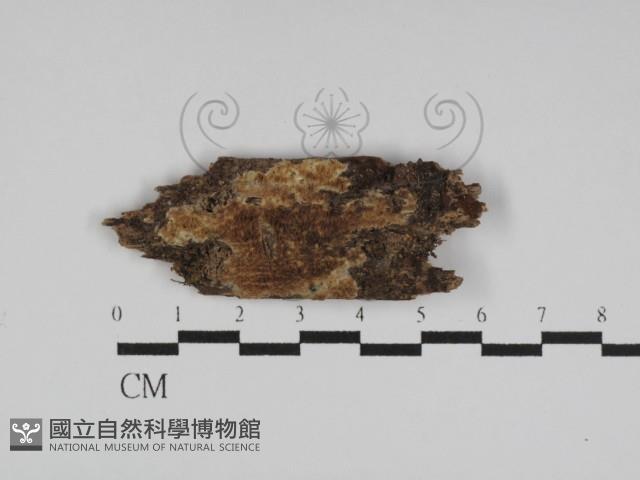 登錄號:F0031195藏品圖，第1張