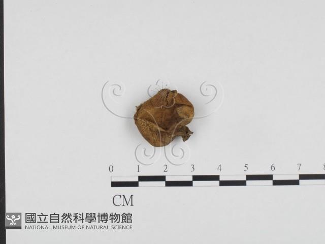 登錄號:F0024195藏品圖，第1張