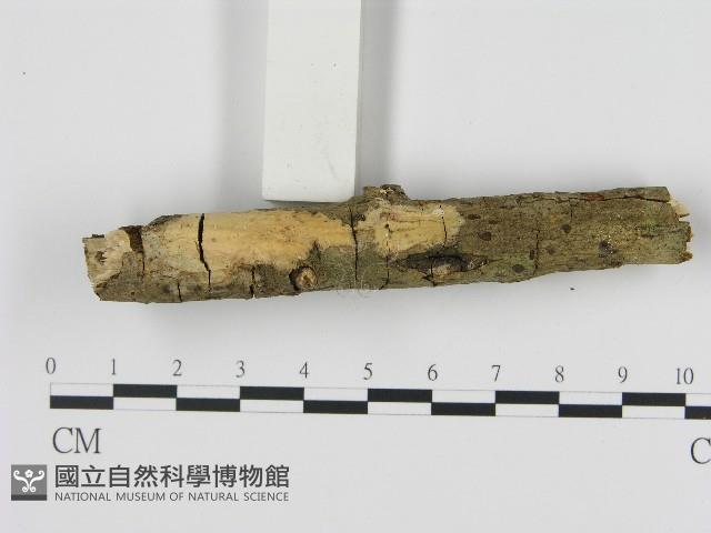 絲皮菌屬藏品圖，第1張