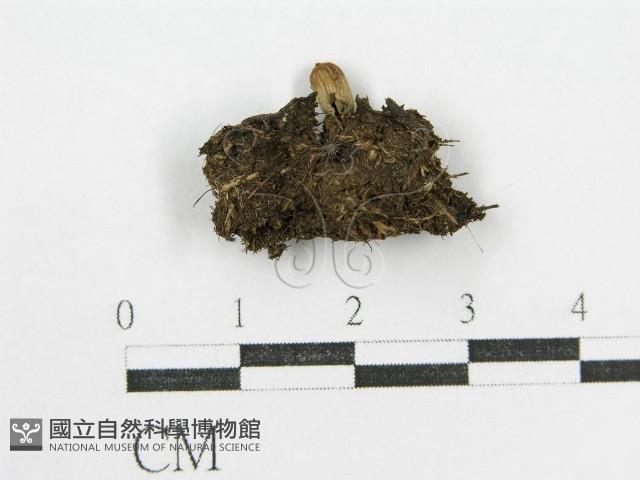 鬼傘屬藏品圖，第1張