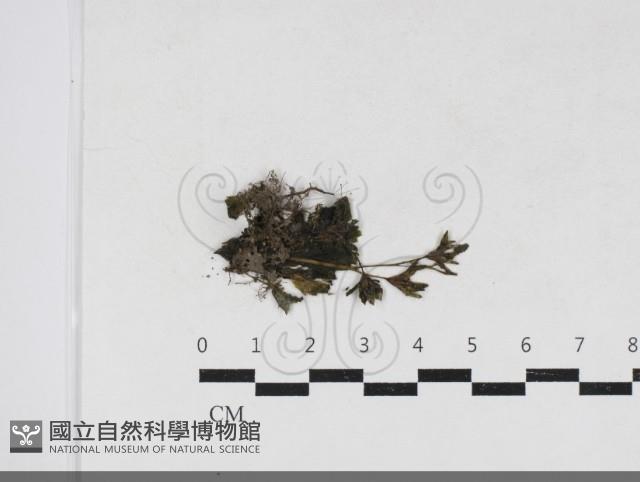 登錄號:F0034195藏品圖，第1張